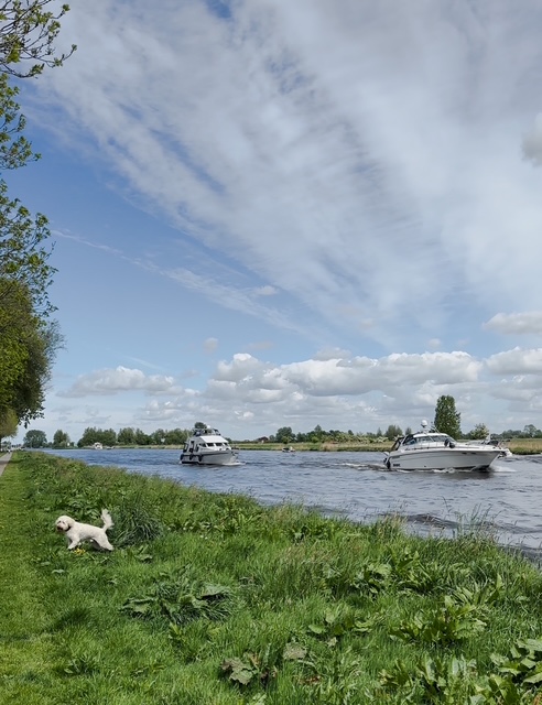 honden losloopgebied grou