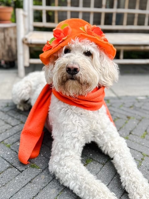 Luuk koningsdag