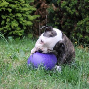 Jolly pet's egg